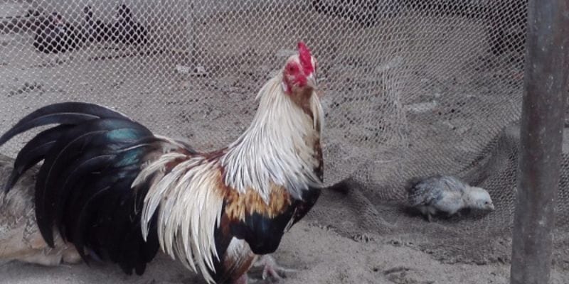 Bí quyết đầu tư vào hình thức đá gà tre hiệu quả