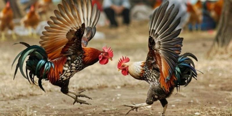 Luật chơi đá gà tre chuẩn xác dành cho cược thủ